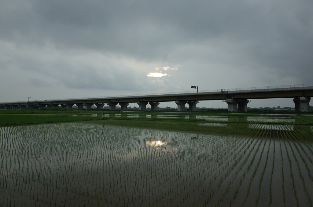 2015/07/05_水田に曇天