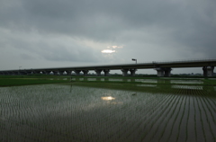 2015/07/05_水田に曇天