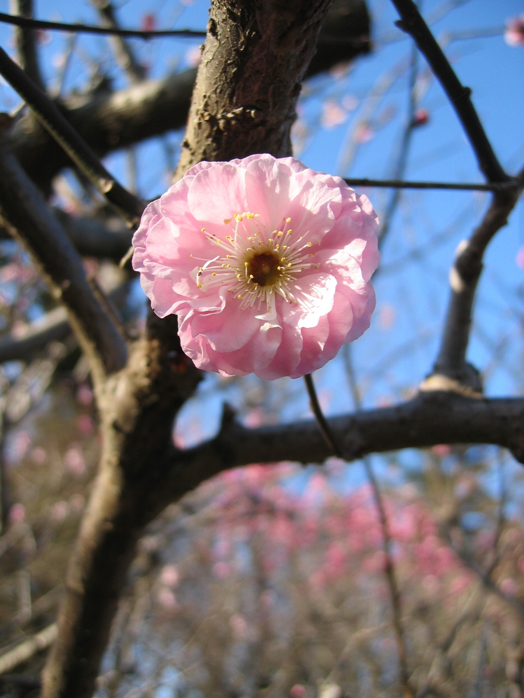 2016/03/20_農林公園の梅（楊貴妃）