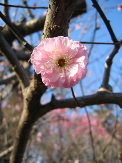 2016/03/20_農林公園の梅（楊貴妃）