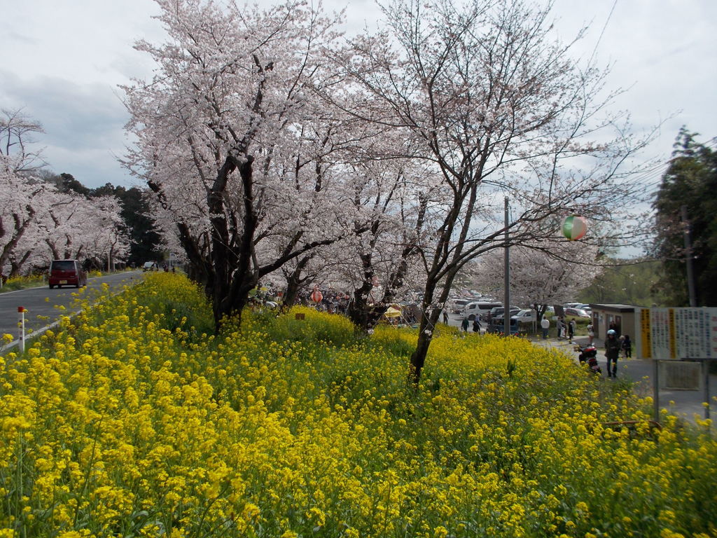 2016/04/03_城ヶ谷堤の桜と菜の花