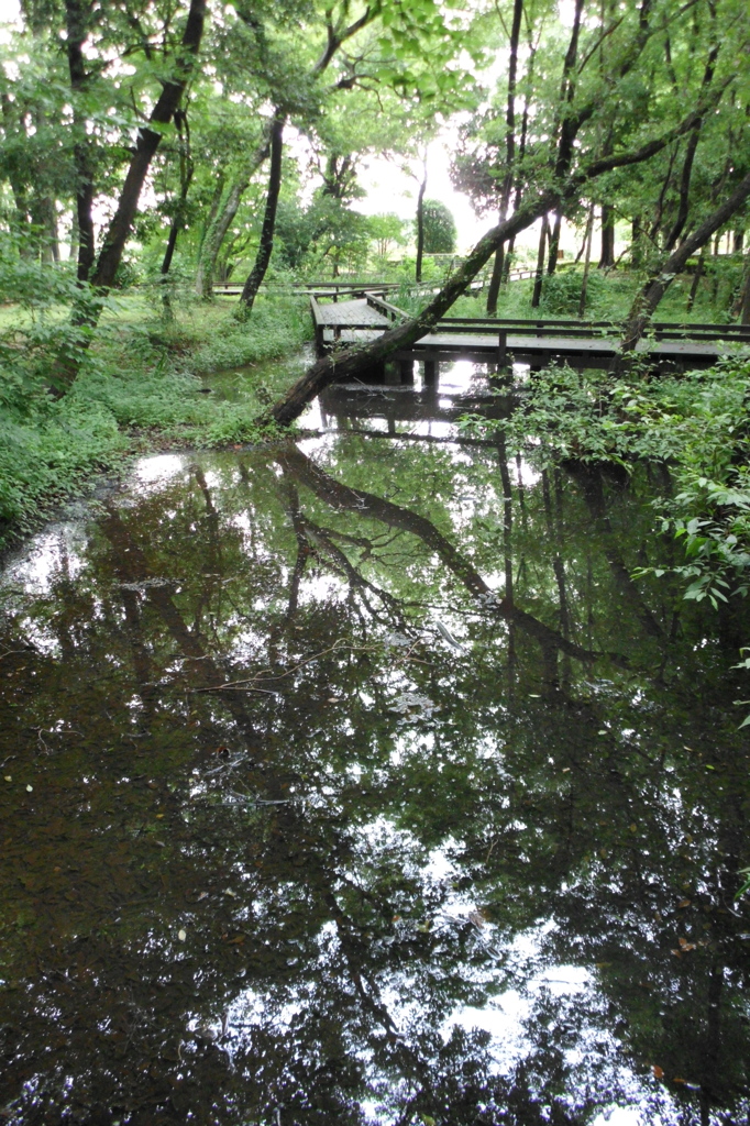 2015/07/05_伊奈町制施行記念公園