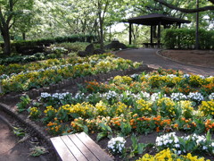 2017/04/30_花の丘農林公苑のビオラ