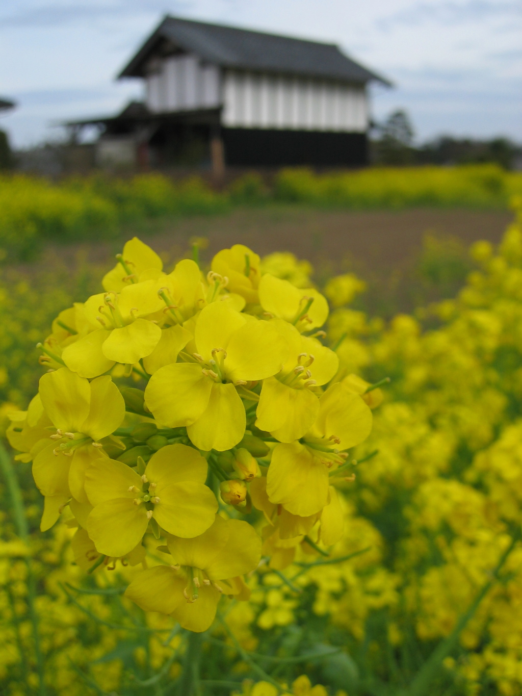 2016/04/03_菜の花畑