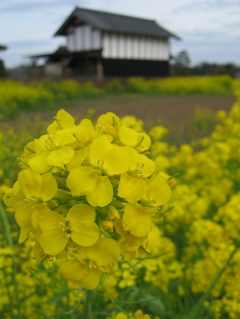 2016/04/03_菜の花畑