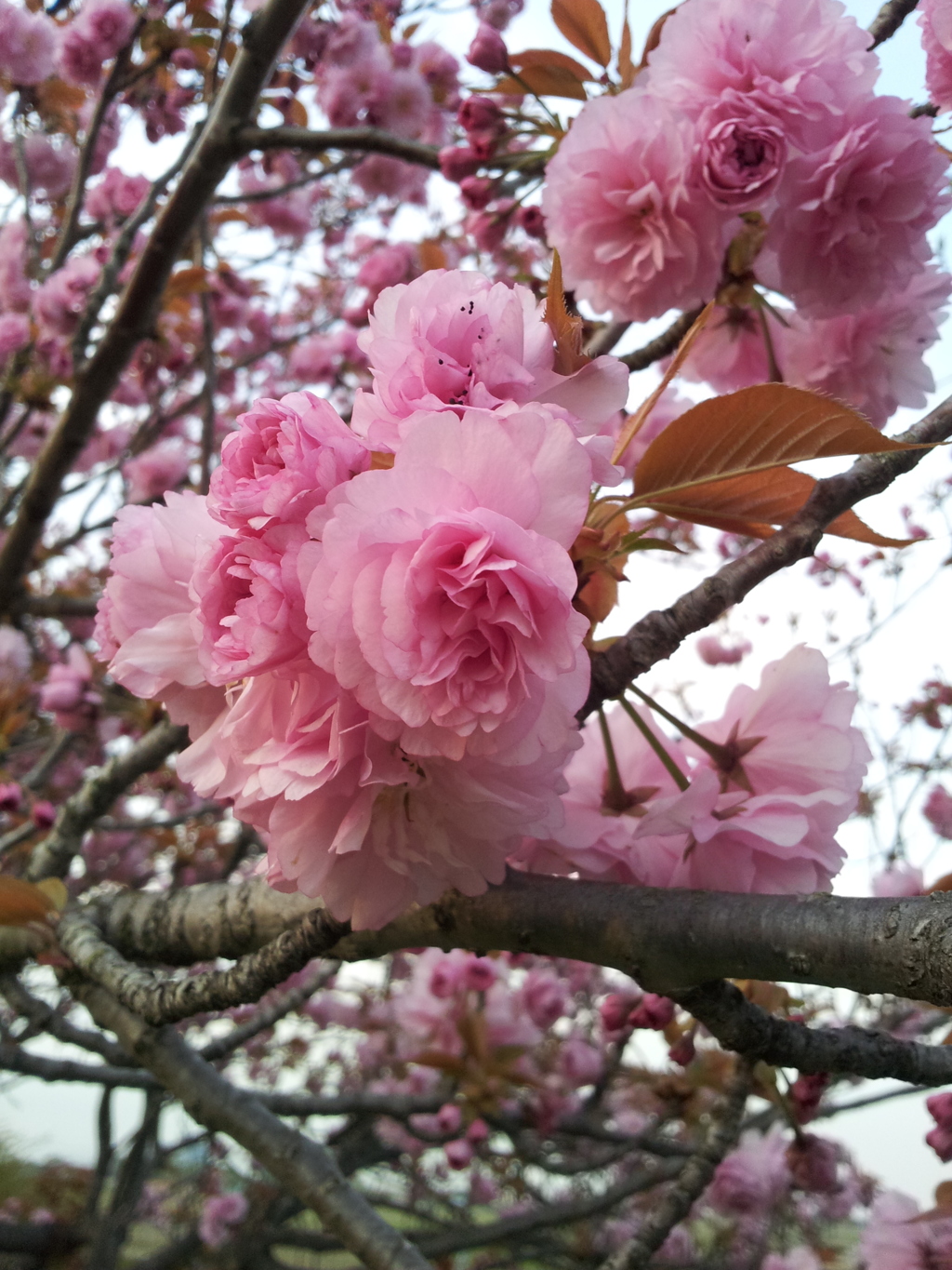 2016/04/16_見沼代用水の八重桜
