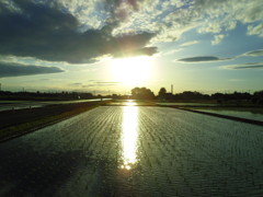 2017/06/04_水田に西日