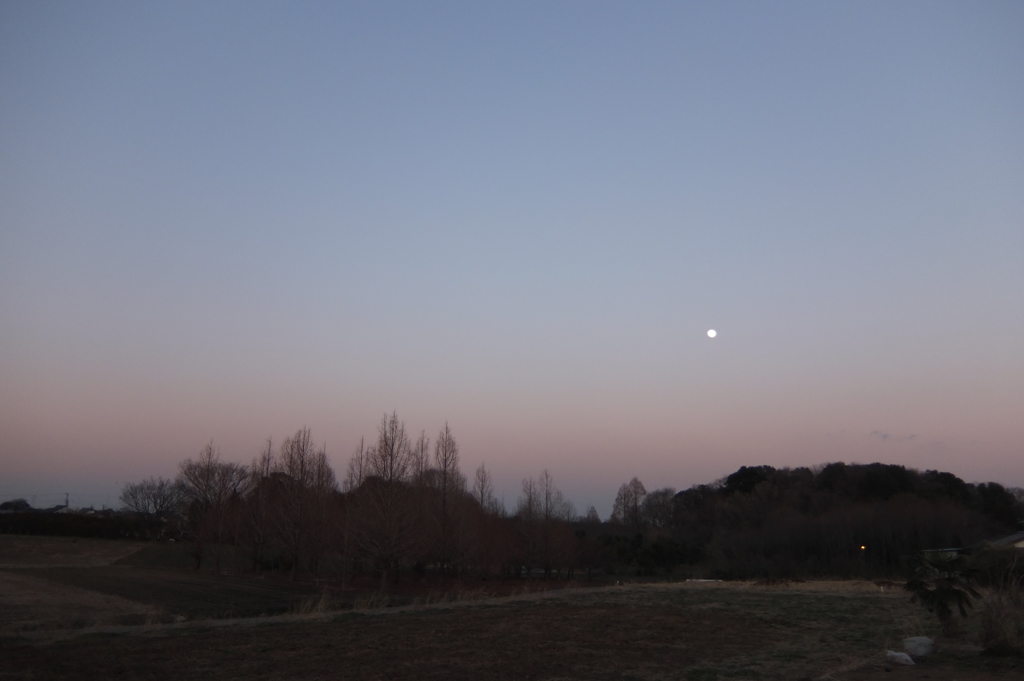 2014/03/15_月と木