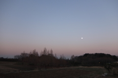 2014/03/15_月と木