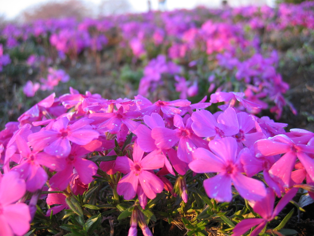 2017/04/02_花の丘農林公苑の芝桜