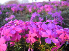 2017/04/02_花の丘農林公苑の芝桜
