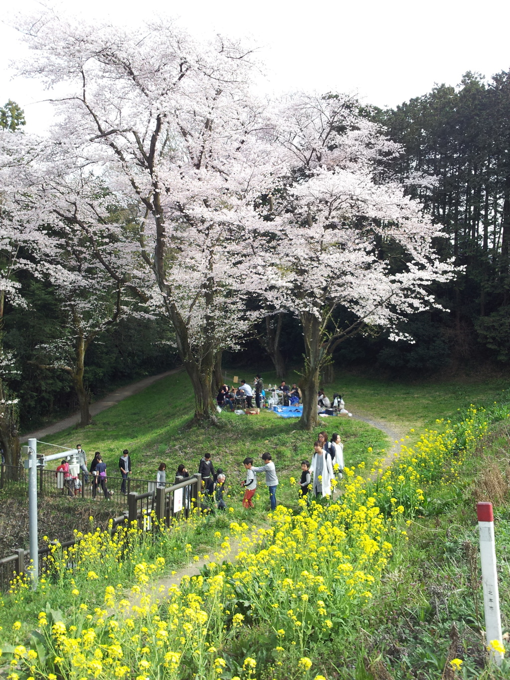2016/04/03_城ヶ谷堤の桜と菜の花