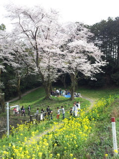 2016/04/03_城ヶ谷堤の桜と菜の花