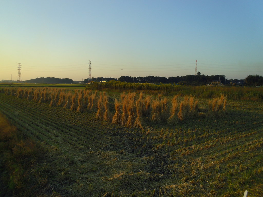 2016/10/15_夕暮れの田んぼ