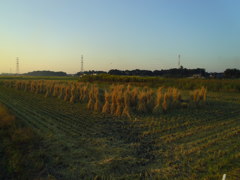 2016/10/15_夕暮れの田んぼ