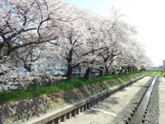 2019/04/06_芝川の桜