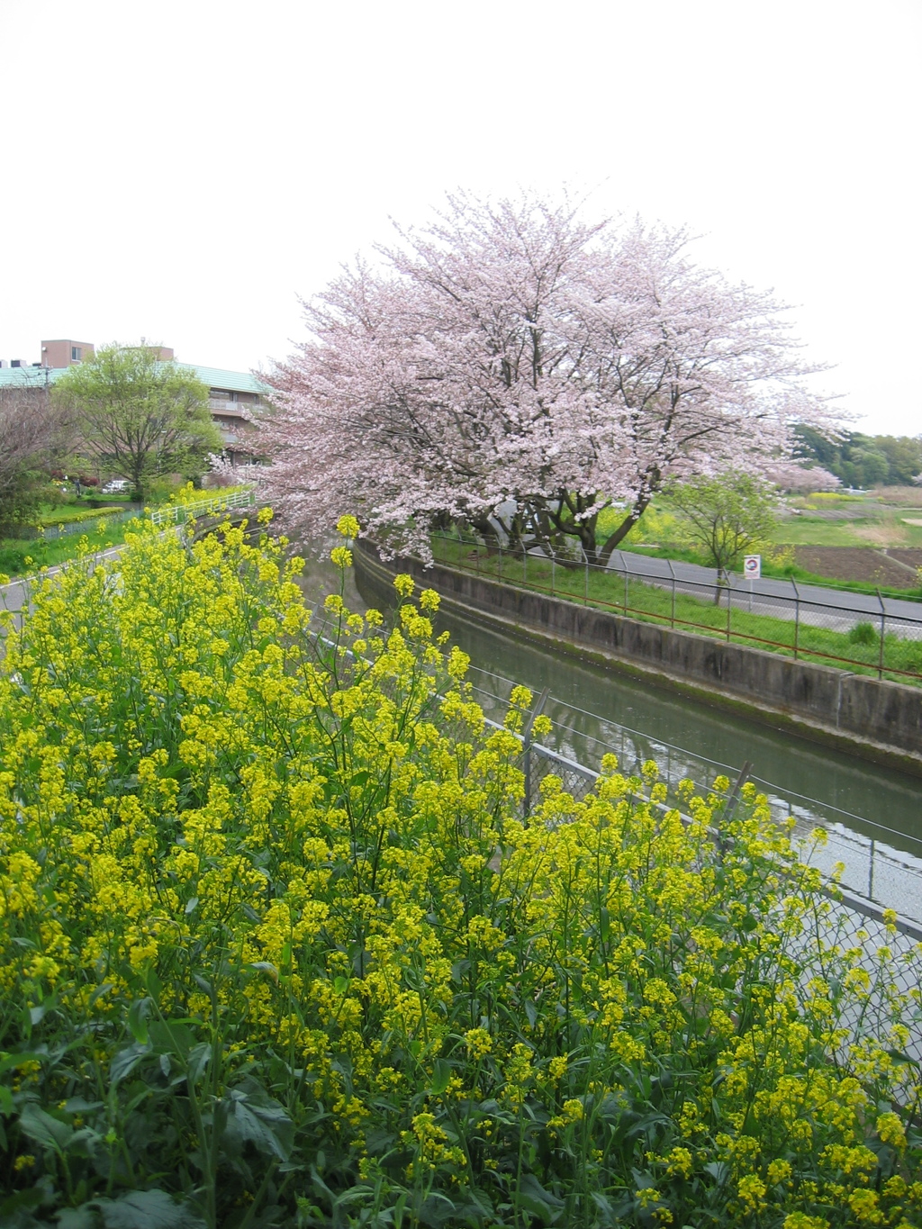 2016/04/10_見沼代用水の桜と菜の花