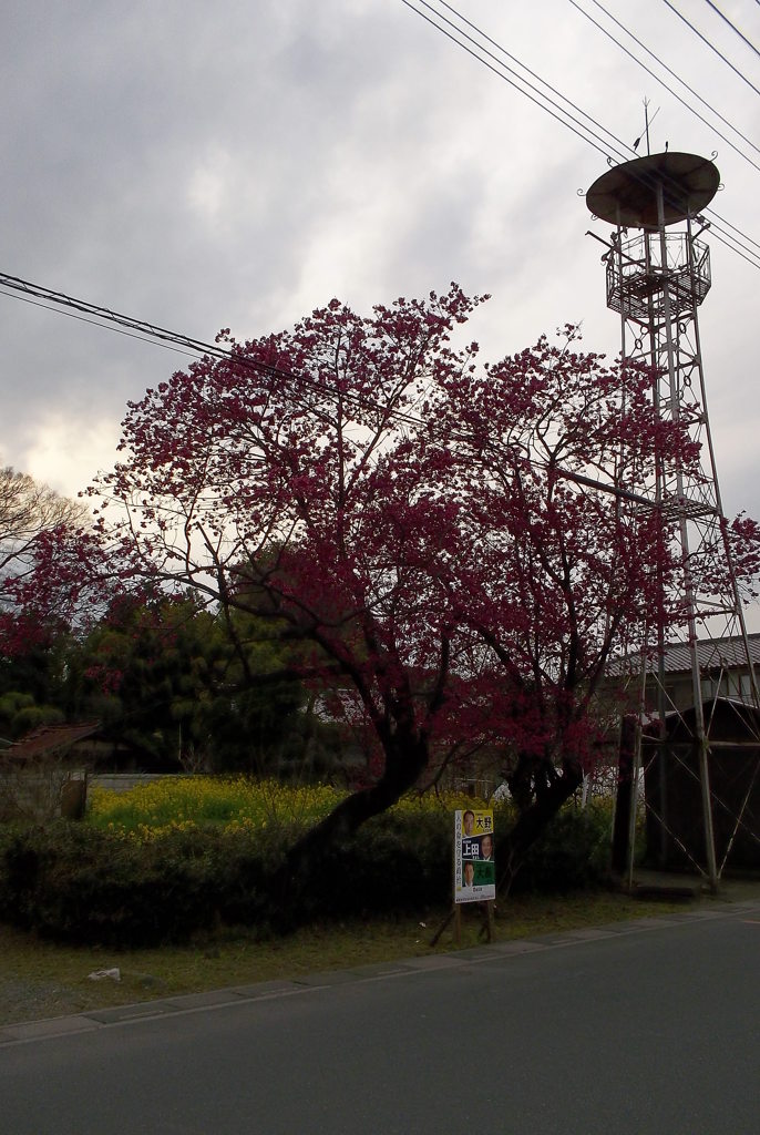 2016/03/27_紅梅、菜の花、火の見櫓