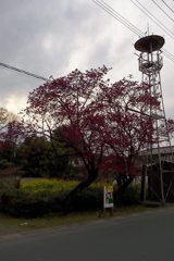 2016/03/27_紅梅、菜の花、火の見櫓