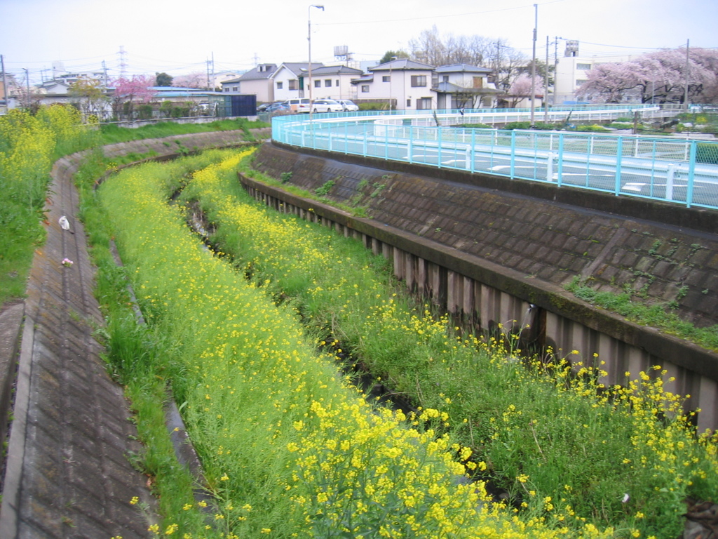 2017/04/09_芝川の菜の花