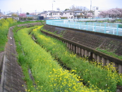 2017/04/09_芝川の菜の花