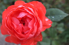 2014/06/29_雨上がりの伊奈バラ園