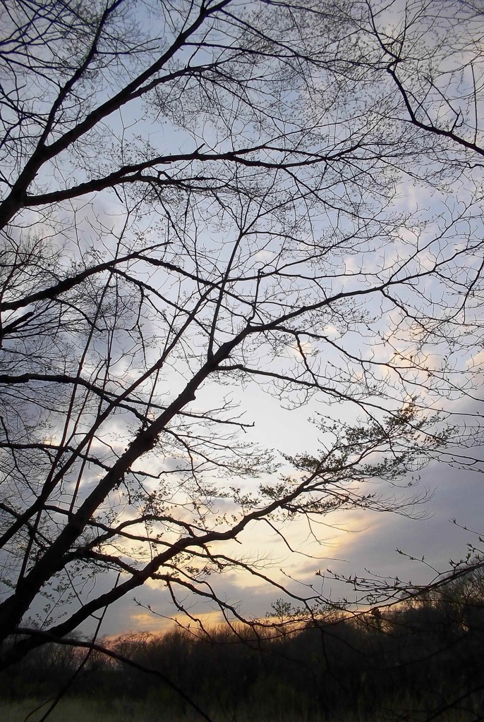 2016/03/26_北本自然観察公園の夕空