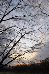 2016/03/26_北本自然観察公園の夕空