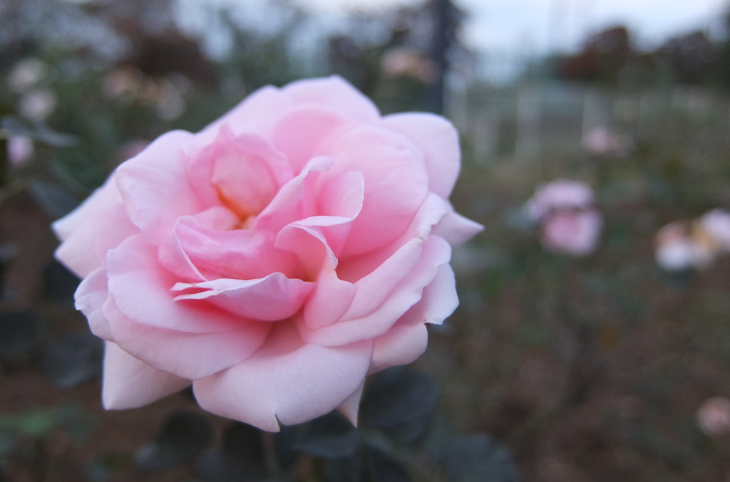 2014/10/12_伊奈バラ園の薔薇