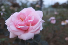 2014/10/12_伊奈バラ園の薔薇