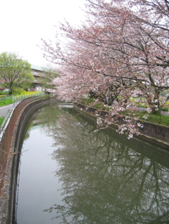 2016/04/10_見沼代用水の桜（と菜の花）
