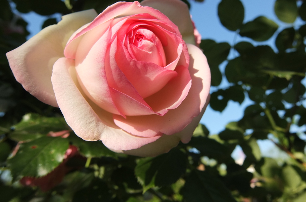 2014/05/18_平成の森公園の薔薇