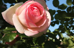 2014/05/18_平成の森公園の薔薇