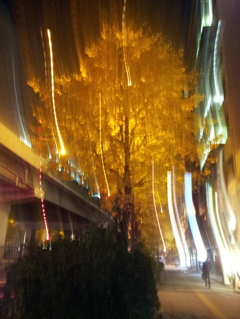 2014/12/08_夜の街路樹