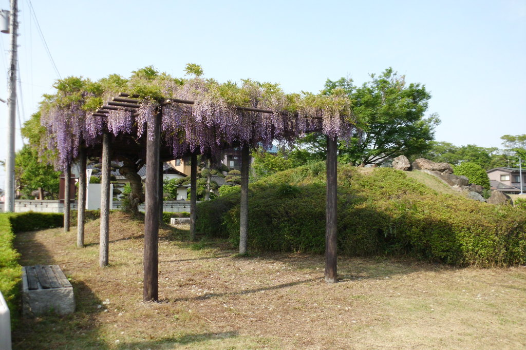 2014/05/03_藤棚