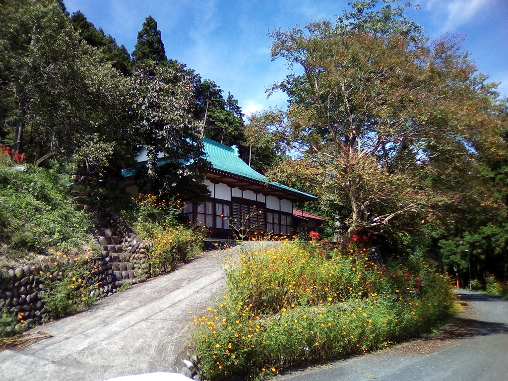 2018/09/17_正善寺のキバナコスモスと彼岸花と百日紅