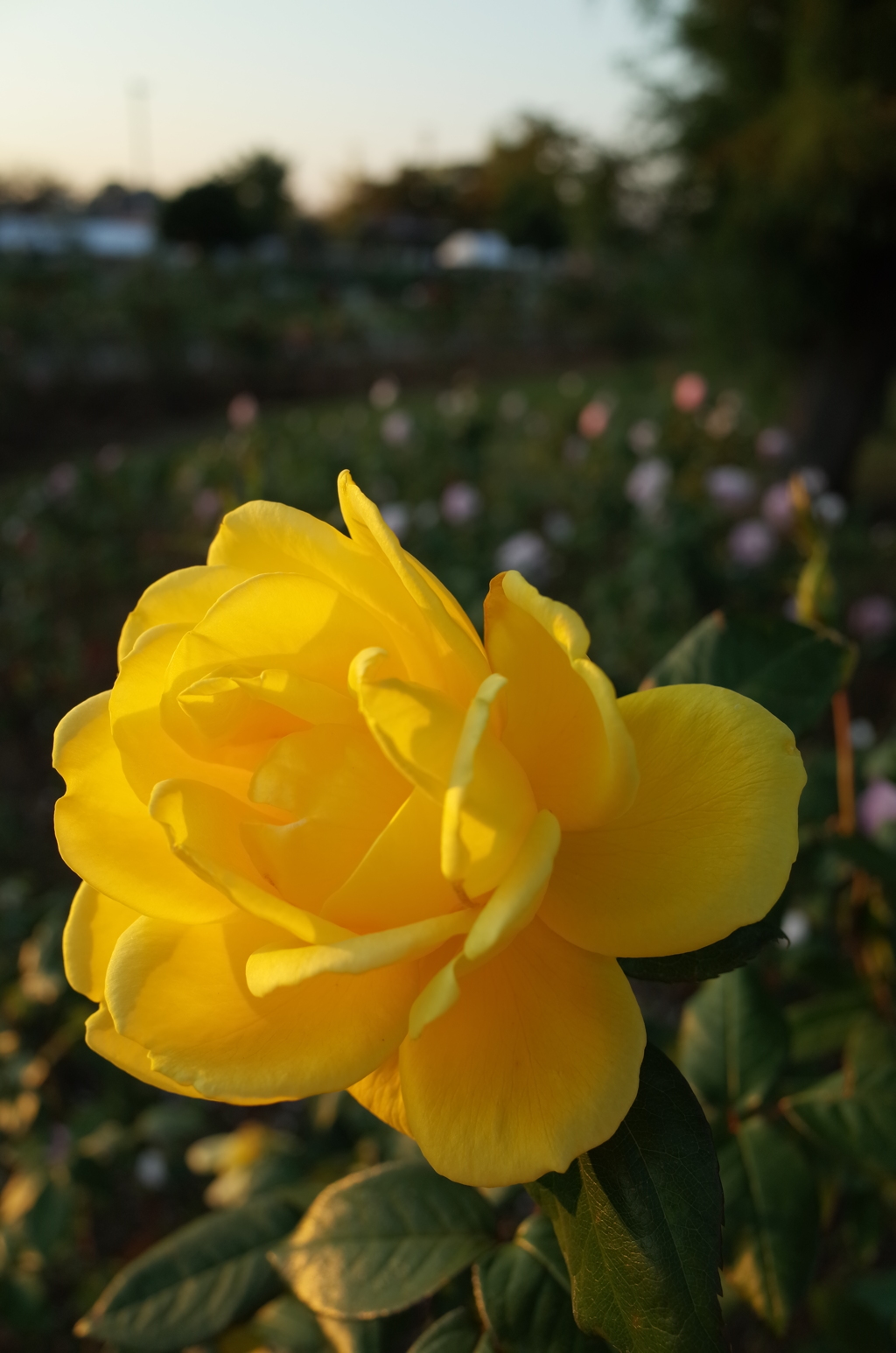 2015/10/18_伊奈バラ園の薔薇