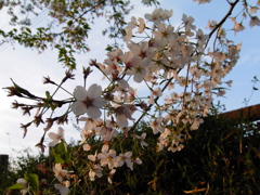 2017/04/16_元荒川の夕暮れ桜