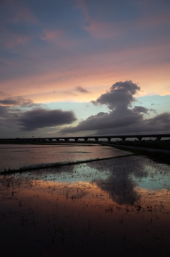 2015/06/28_水田の夕暮れ