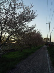 2017/04/15_桜の道