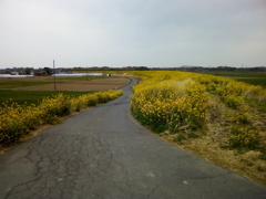 2019/04/07_荒川土手の菜の花