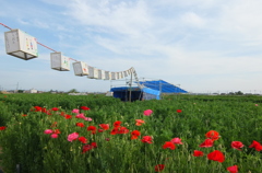 2015/05/03_ポピーまつり準備中