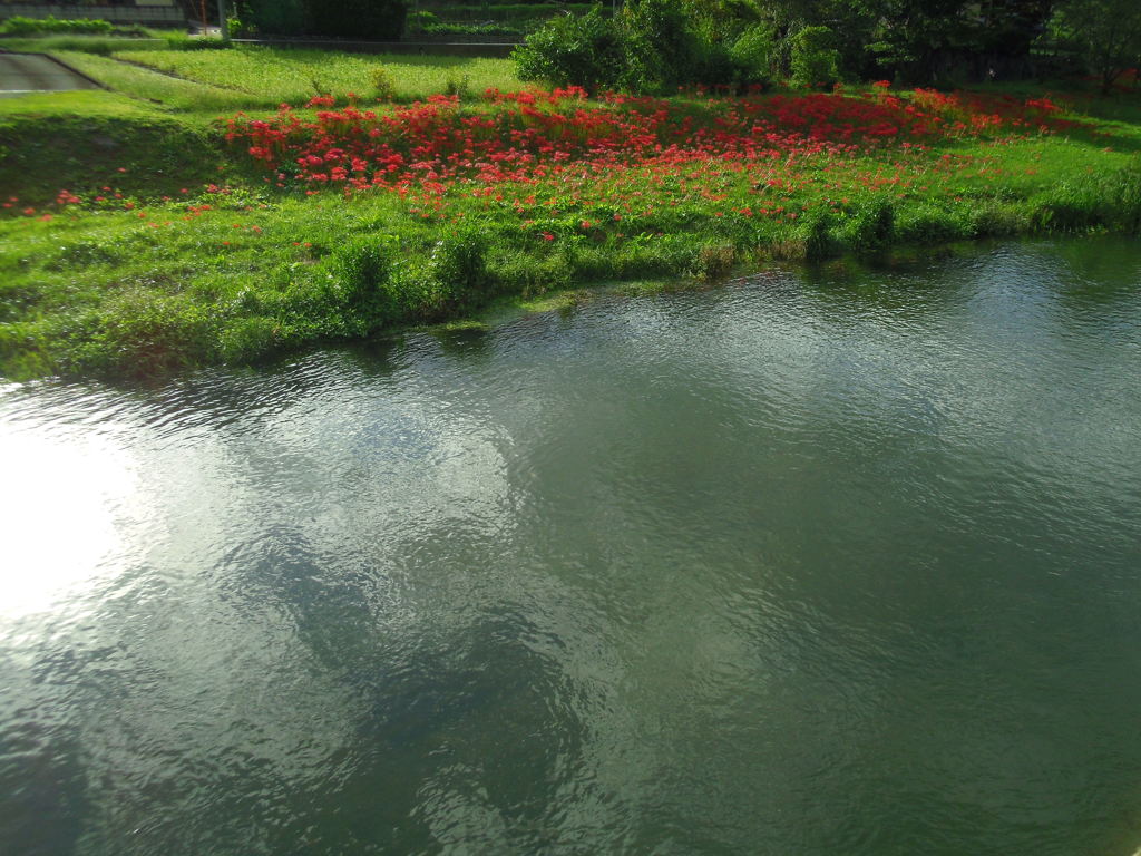 2017/09/18_槻川と彼岸花
