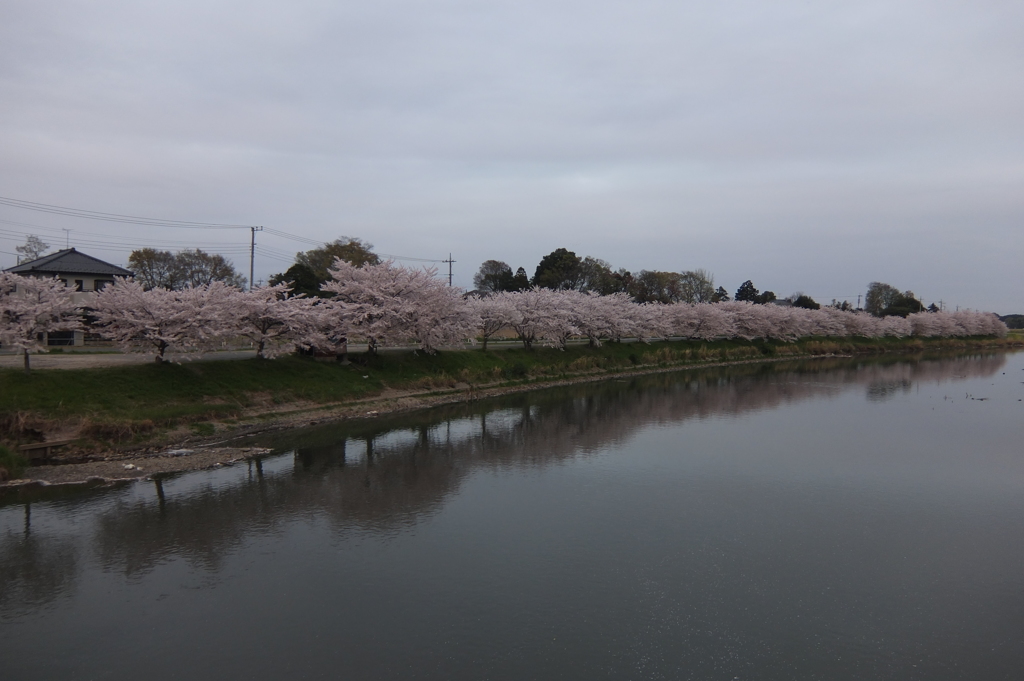 2015/04/04_元荒川の桜