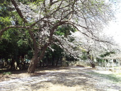 2019/04/06_氷川児童公園の桜