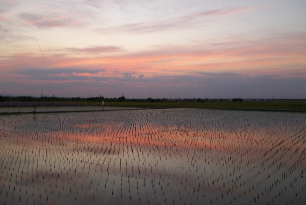 2015/05/24_水田の夕暮れ