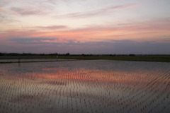 2015/05/24_水田の夕暮れ