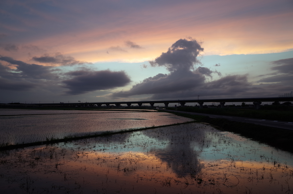 2015/06/28_水田の夕暮れ