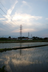 2016/06/11_水田の夕暮れ