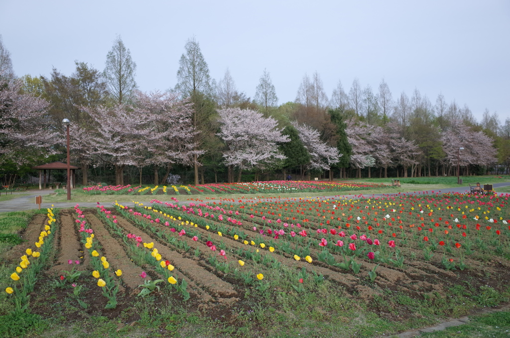 2016/04/09_花の丘農林公苑のチューリップ（と桜）